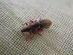 Polydrusus marginatus