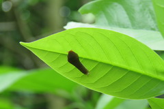 Graphium doson postianus