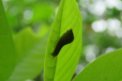 Graphium doson postianus