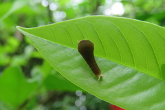 Graphium doson postianus