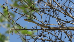 Dendrelaphis tristis