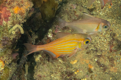 Orangelined bullseye (Pempheris ornata) — Pempheridae — 2