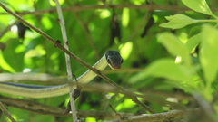 Dendrelaphis tristis