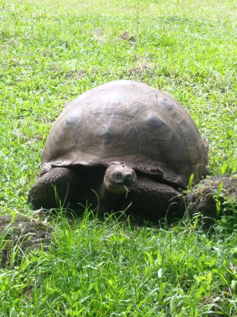 Galápagos Giant Tortoise in January 2024 by jaredtrader. El Chato 2 ...