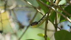 Dendrelaphis tristis