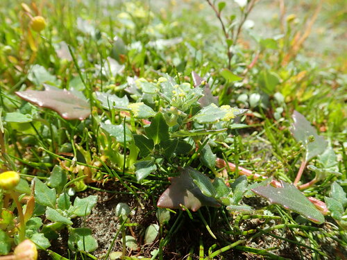 Oakleaf goosefoot (Chenopodium glaucum)