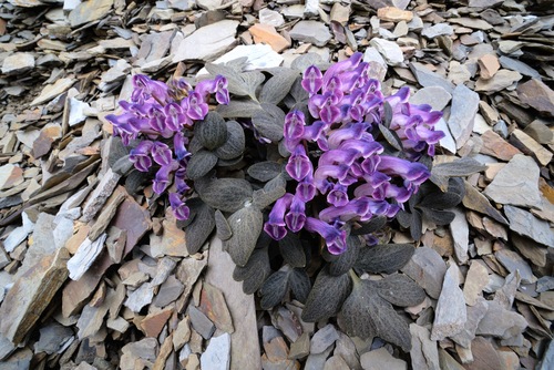 Corydalis benecincta