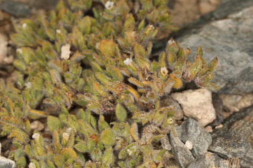Image of Nama pusilla by (c) Steve Matson, some rights reserved (CC BY)
