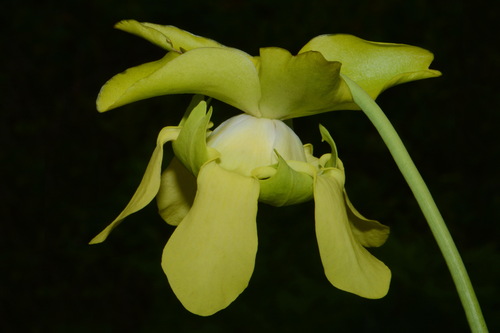 Image of Green pitcher plant by (c) Brian Finzel, some rights reserved (CC BY-SA)