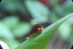 Graphium doson postianus