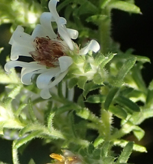 Symphyotrichum ericoides ericoides