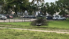Pavo cristatus