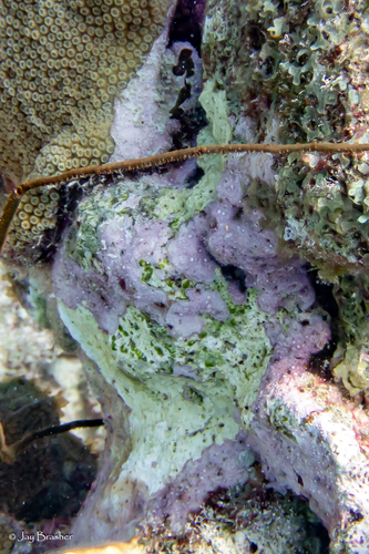 Porolithon observed 2023-09-09