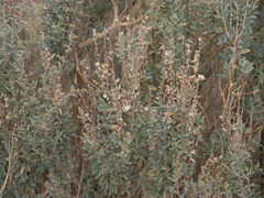 Atriplex cinerea