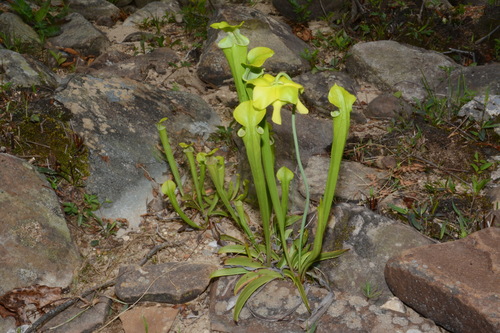 Sarracenia oreophila