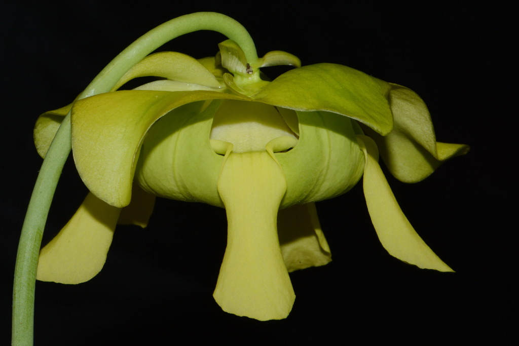 Sarracenia oreophila, Alabama, US