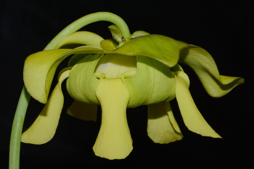 Sarracenia oreophila