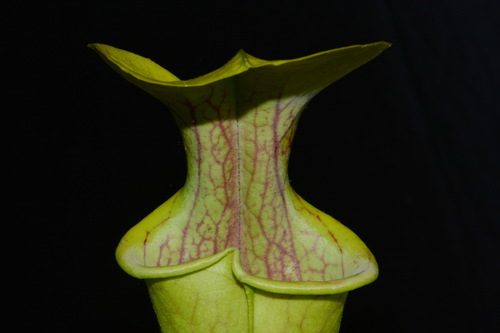 Sarracenia oreophila