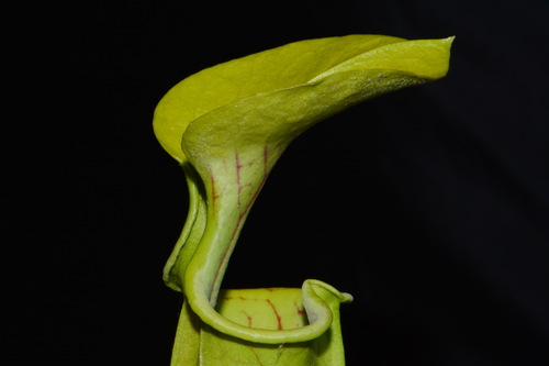 Sarracenia oreophila