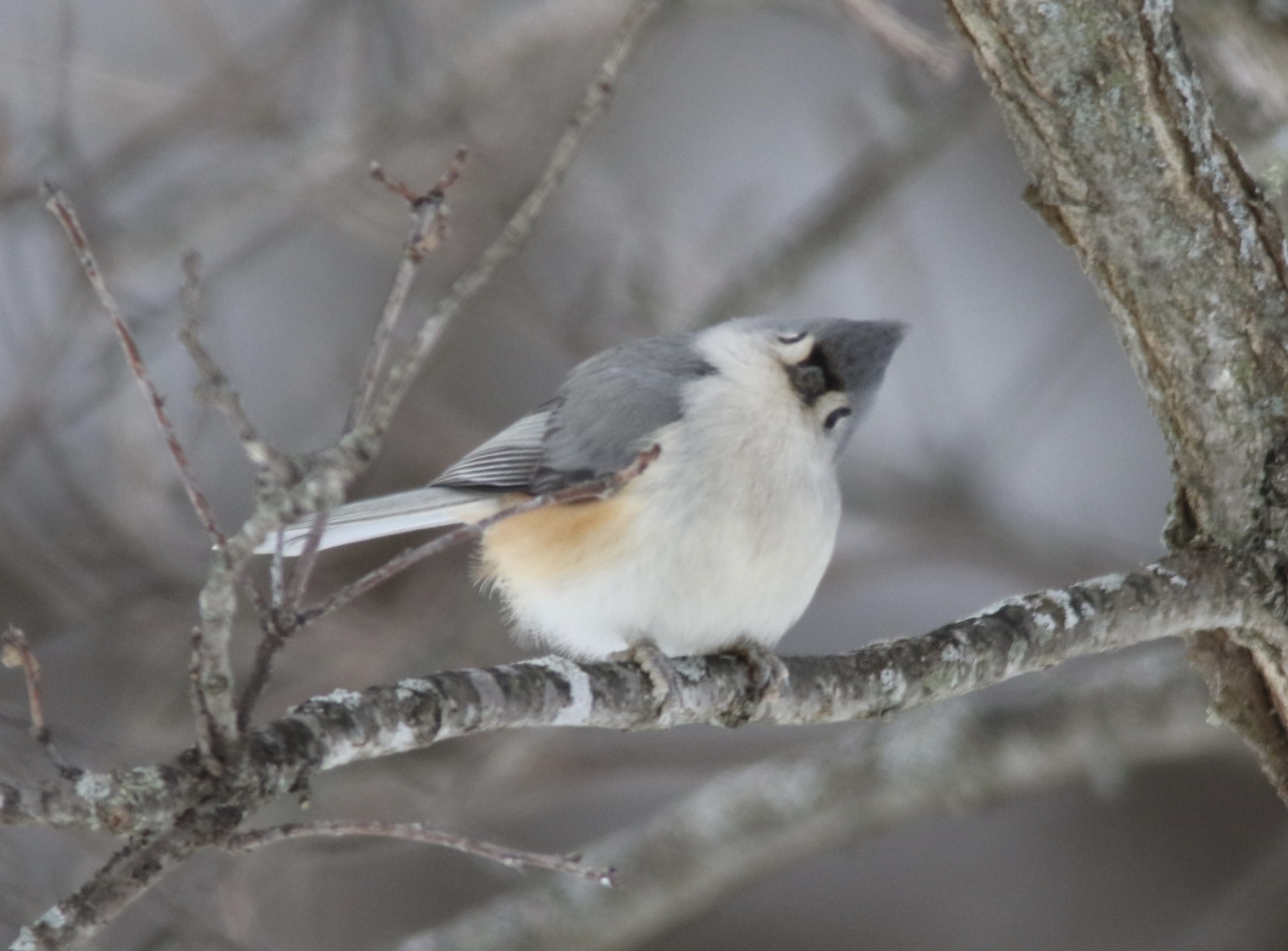 Tufted Titmouse (Baeolophus bicolor)