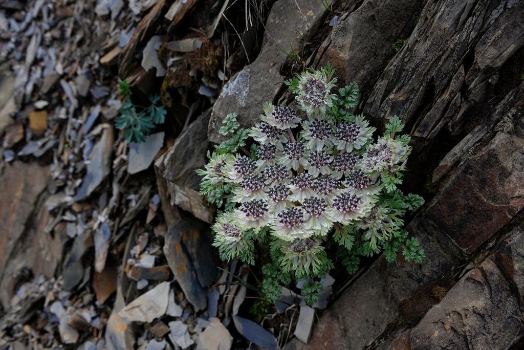Hymenidium foetens