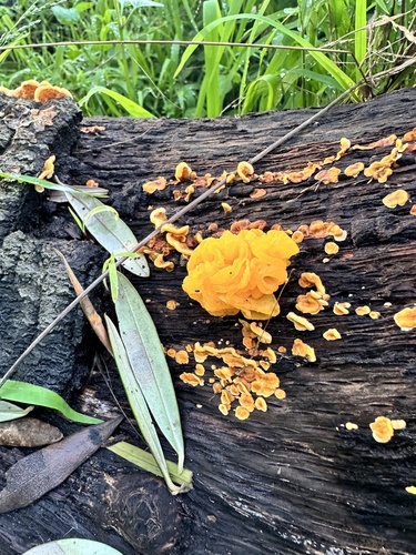Gelber Schichtpilz-Zitterling