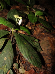 Gasteranthus delphinioides image