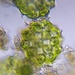 Coelastrum pulchrum cruciatum - Photo (c) Kelvin Yuiti Mori, algunos derechos reservados (CC BY-NC), subido por Kelvin Yuiti Mori