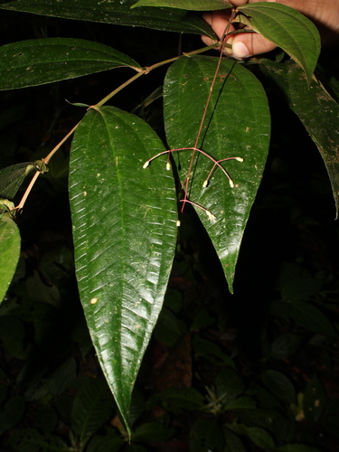Miconia pseudoalternifolia image