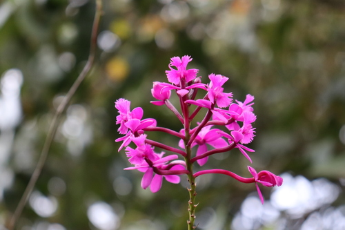 Image of Epidendrum jamiesonis by (c) Zihao Wang, some rights reserved (CC BY)