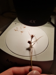 Rhynchospora cephalantha