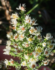 Symphyotrichum ericoides ericoides