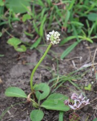 Xysmalobium involucratum