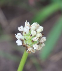 Xysmalobium involucratum