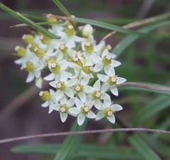 Xysmalobium involucratum