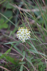 Xysmalobium involucratum