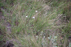 Xysmalobium involucratum