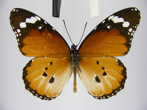 Plain Tiger Butterfly