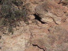 Ctenosaura macrolopha