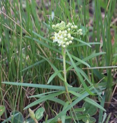 Xysmalobium involucratum