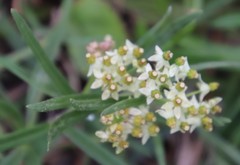 Xysmalobium involucratum