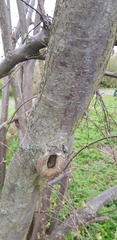 Corylus avellana