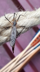 Tipula scripta