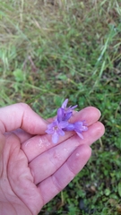 Dipterostemon capitatus