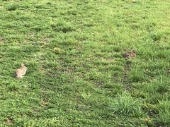 Sylvilagus floridanus