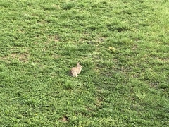 Sylvilagus floridanus