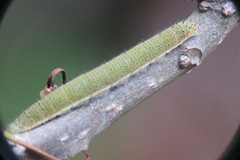 Appias lyncida eleonora