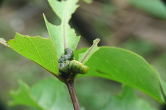 Appias lyncida eleonora