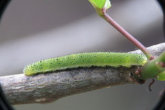 Appias lyncida eleonora