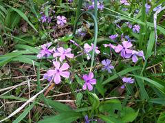 Polemoniaceae